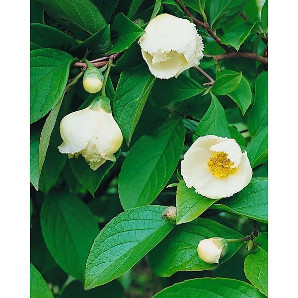 Stewartia Pseudocamellia Japanische Scheinkamelie 40–60 cm günstig online kaufen
