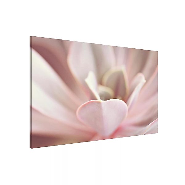 Magnettafel Rosane Sukkulentenblüte günstig online kaufen