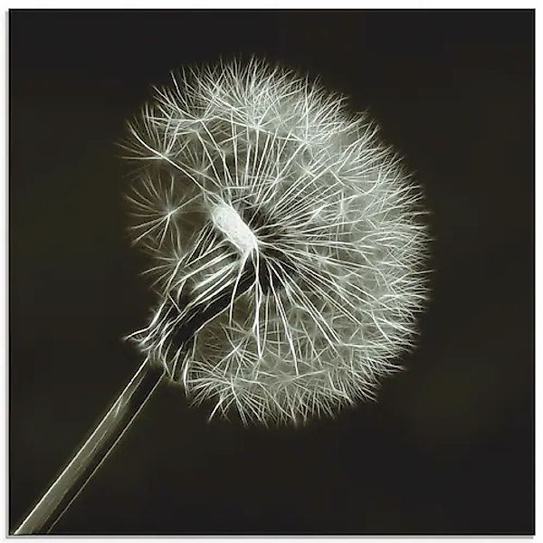 Artland Glasbild »Pusteblume«, Blumen, (1 St.), in verschiedenen Größen günstig online kaufen