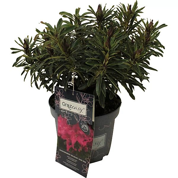 Rhododendron Dunkelrosa Topf-Ø ca. 23 cm Rhododendron inkarho grazeasy Dark günstig online kaufen