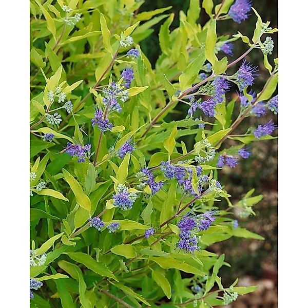 Caryopteris Clandonensis Bartblume Worchester Gold 30-40 cm günstig online kaufen