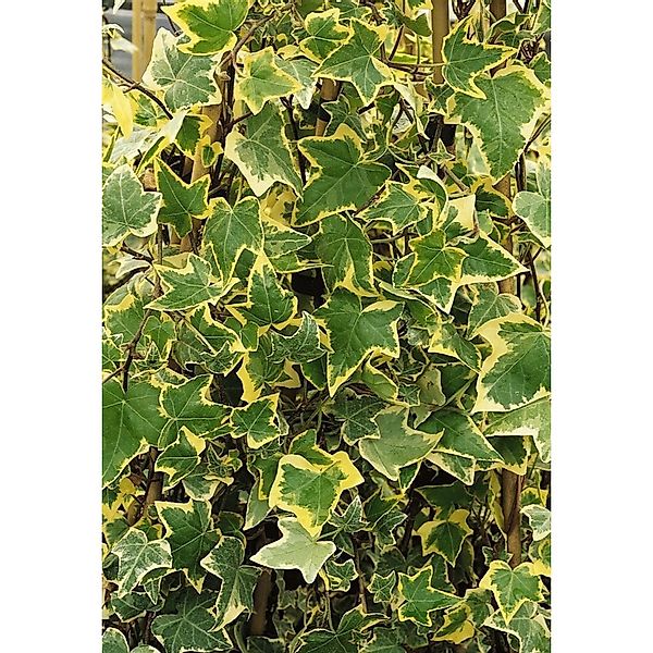 Hedera Helix Goldchild Efeu Gelb-Grün 40–60 cm günstig online kaufen