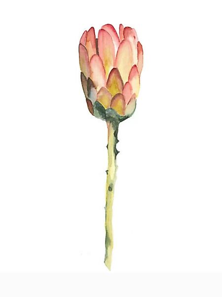 Poster / Leinwandbild - Mantika Botanical King Protea günstig online kaufen
