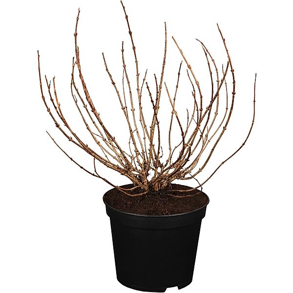 OBI Weigelie Minor Black Rosa Höhe 30 - 40 cm Topf ca. 3 l Weigelia günstig online kaufen