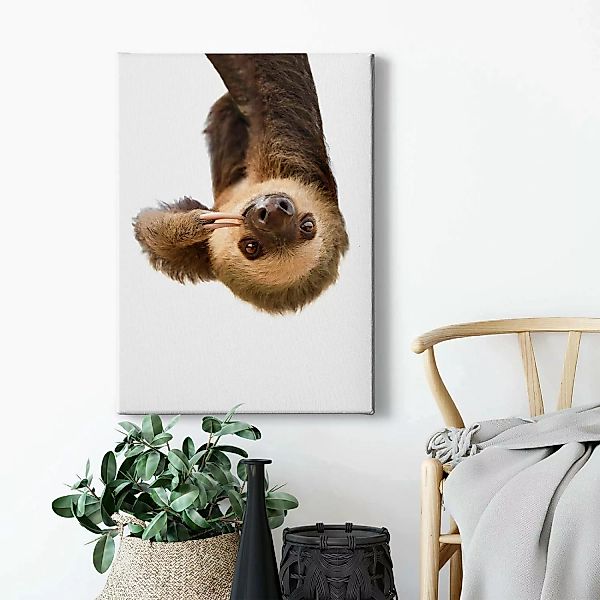 Bricoflor Lustiges Faultier Bild Auf Leinwand Tierfotografie Leinwandbild I günstig online kaufen