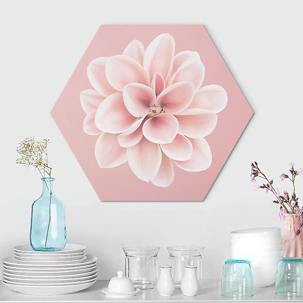 Hexagon-Alu-Dibond Bild Dahlie Rosa Blush Blume Zentriert günstig online kaufen
