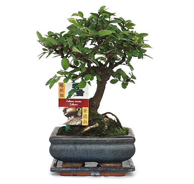 Exotenherz Zimmerpflanze Bonsai Chinesische Ulme - Ulmus parviflora - ca. 6 günstig online kaufen