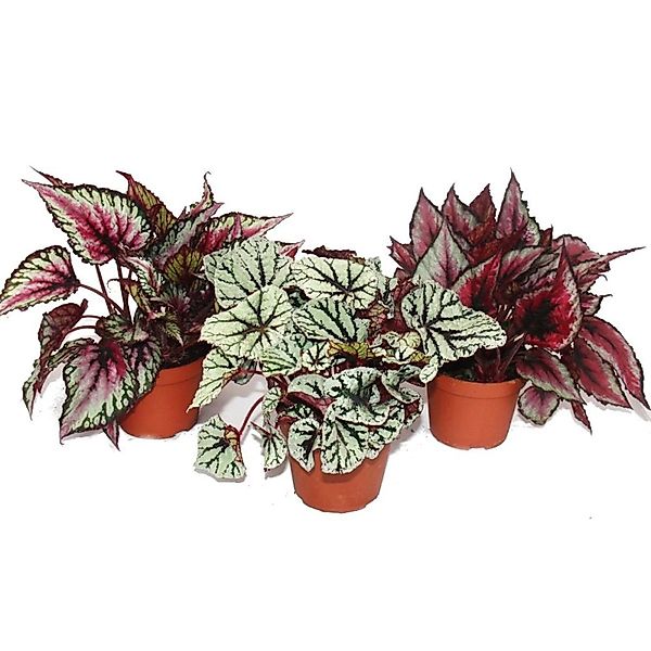 Exotenherz Blattbegonienmix Botanica 3 Pflanzen 12cm Topf günstig online kaufen