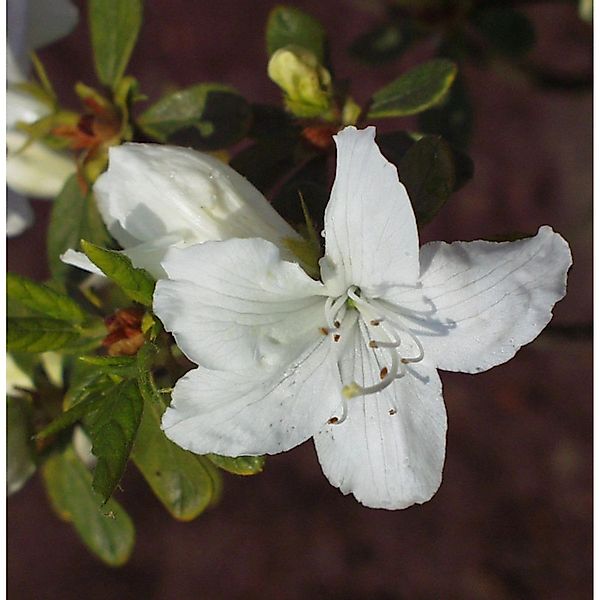 Japanische Azalee Luzi 20-25cm - Rhododendron obtusum - Zwerg Alpenrose günstig online kaufen