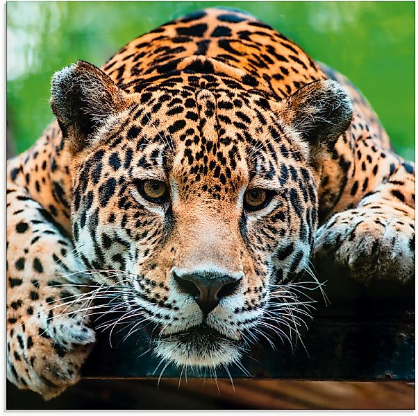 Artland Glasbild "Südamerikanischer Jaguar", Wildtiere, (1 St.) günstig online kaufen