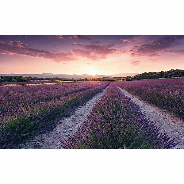 Sanders & Sanders Fototapete Lavendellandschaft Pastellviolett 450 x 280 cm günstig online kaufen