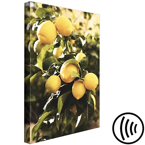 Leinwandbild Zitronenbaum - Foto von einem Baumast mit reifen Früchten XXL günstig online kaufen
