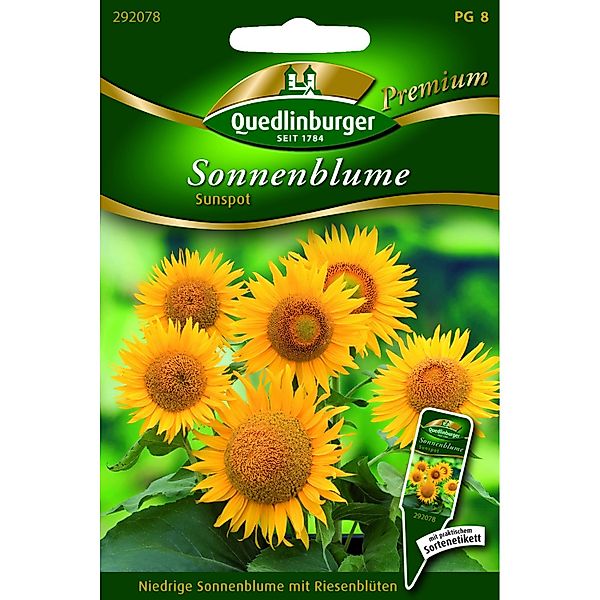 Quedlinburger Sonnenblume ''Sunspot'' günstig online kaufen