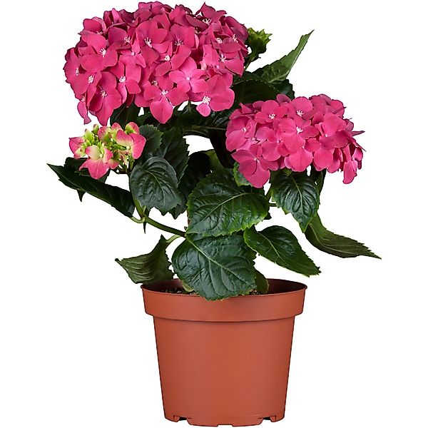 Bauernhortensie Pink Pop Rosa Höhe ca. 50 - 60 cm Topf ca. 5 l Hydrangea günstig online kaufen