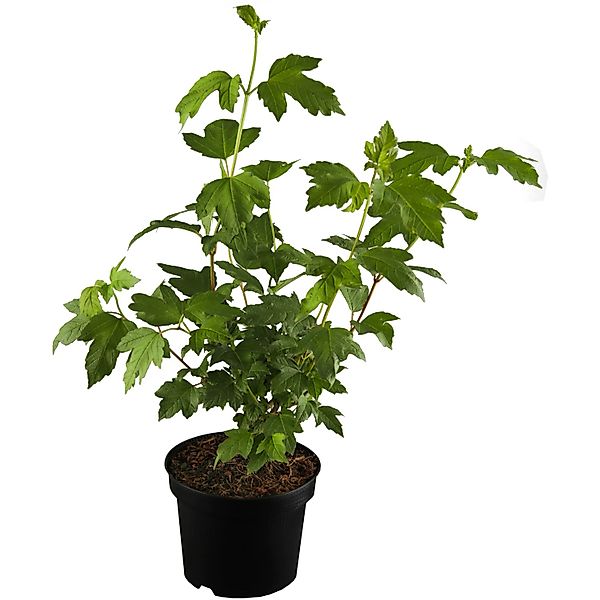 OBI Schneeball Roseum Weiß Höhe ca. 60 - 80 cm Topf ca. 3,5 l Viburnum günstig online kaufen