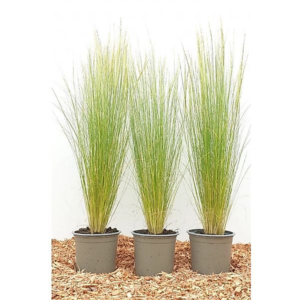 Stipa Tenuissima Ponytails Zartes Federgras Ca. 9x9 cm Topf günstig online kaufen