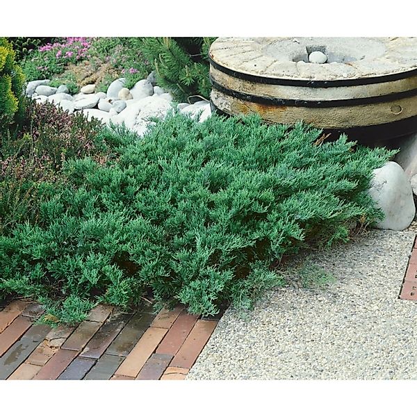 Juniperus Sabina Tamariscifolia Sadebaum Kompakt 20–30 cm günstig online kaufen