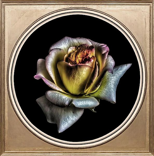 queence Acrylglasbild »Rose« günstig online kaufen