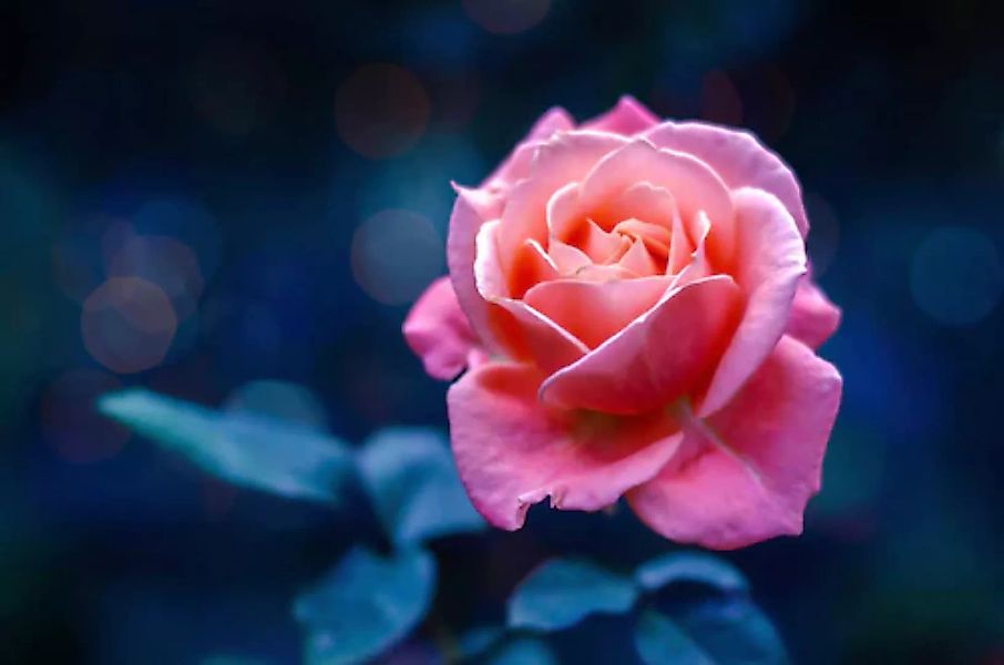 Papermoon Fototapete »Rose« günstig online kaufen