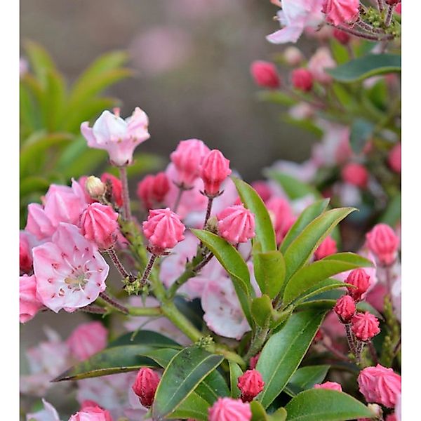 Berglorbeer Tiddlywinks 30-40cm - Kalmia latifolia günstig online kaufen