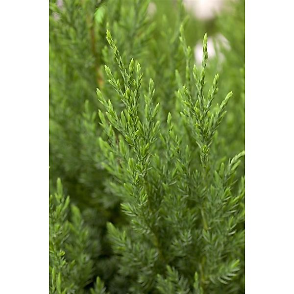 Juniperus Chinensis Stricta Chinesischer Wacholder 80–100 cm günstig online kaufen