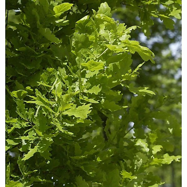 Säulen Eiche Koster 125-150cm - Quercus robur Fastigiata günstig online kaufen