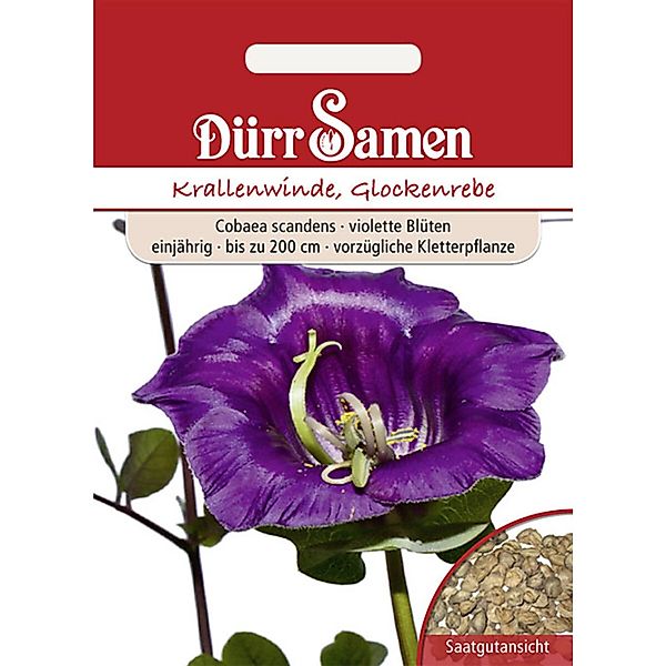 Dürr Samen Krallenwinde Glockenrebe Violett Einjährig Saatgut günstig online kaufen
