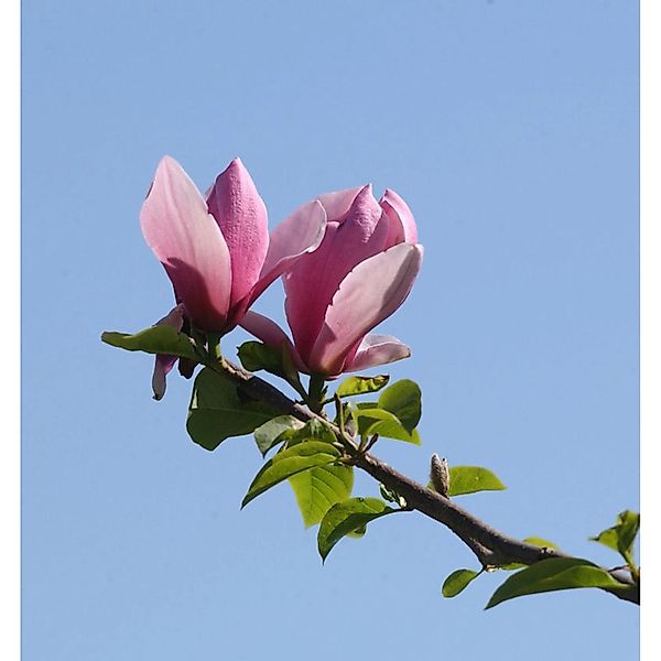 Magnolie Apollo 100-125cm - Magnolia günstig online kaufen