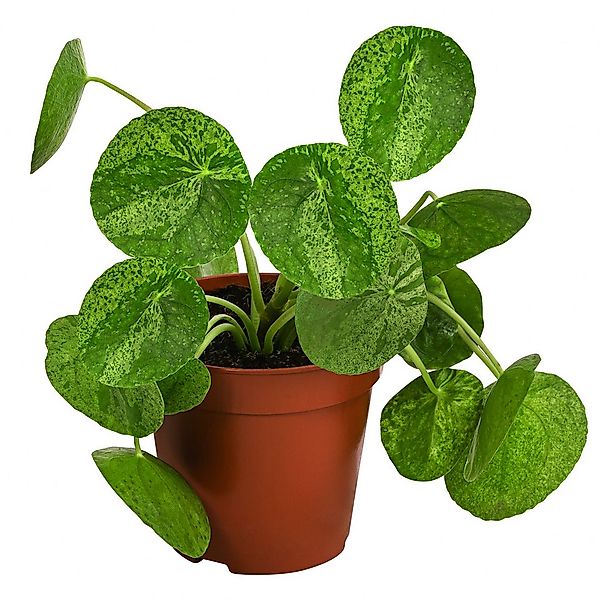 Dehner Zimmerpflanze Glückstaler, Pilea peperomioides Mojito, 15 cm, Ø Topf günstig online kaufen