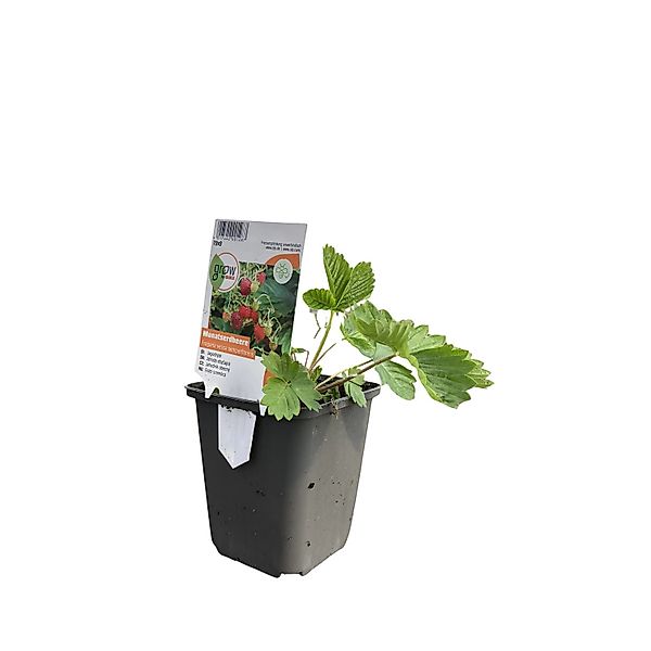 GROW by OBI Monatserdbeere Topf-Ø ca. 9 cm x 9 cm Fragaria günstig online kaufen
