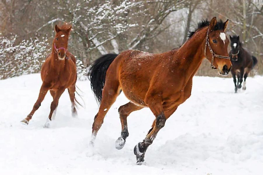 Papermoon Fototapete »Pferde im Schnee« günstig online kaufen