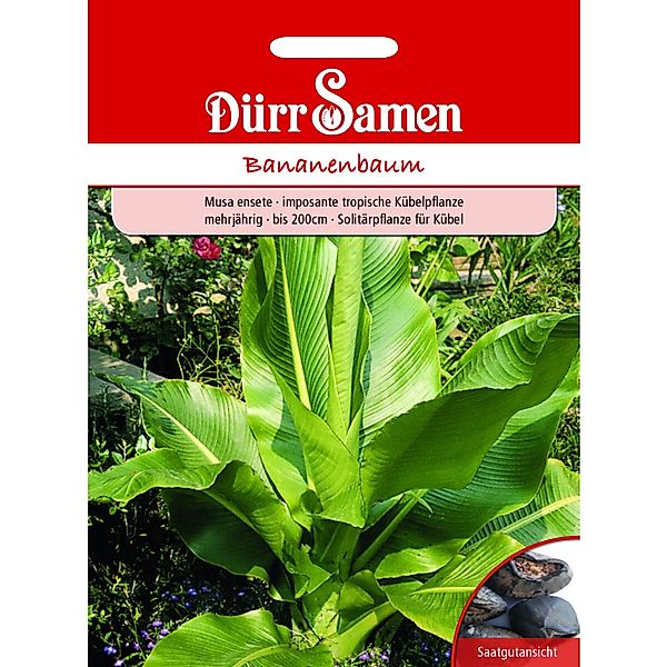 Dürr Samen Bananenbaum Mehrjährig Saatgut günstig online kaufen