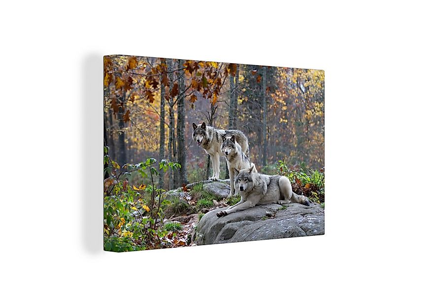 OneMillionCanvasses® Leinwandbild Wolf - Herbst - Wald, Fotodruck (1 St), L günstig online kaufen