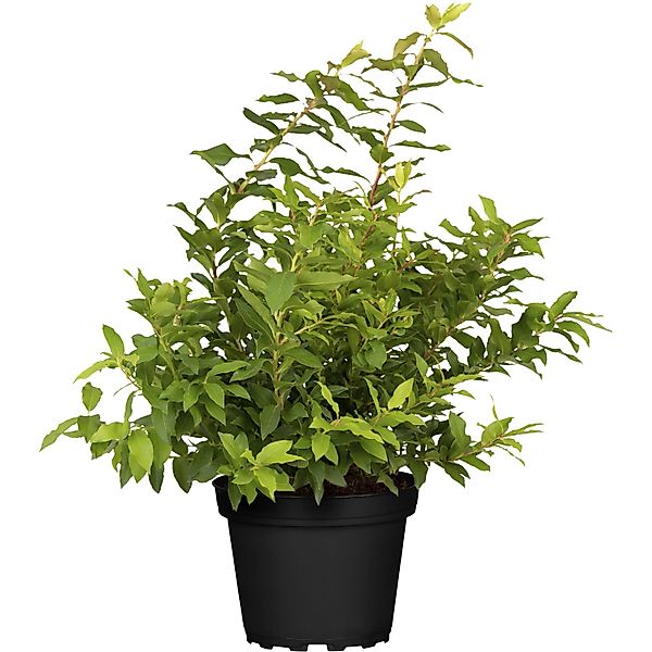 Heidelbeeren Lucky Berry Höhe ca. 30 - 40 cm Topf ca. 4,6 l Vaccinium corym günstig online kaufen