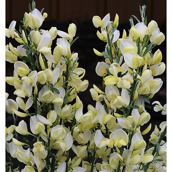 Edelginster White Lion 60-80cm - Cytisus scoparius günstig online kaufen