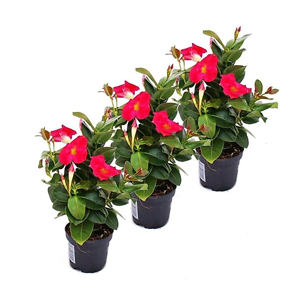 Exotenherz Dipladenia Chilenischer Jasmin 3 Pflanze Rosa Blühend günstig online kaufen
