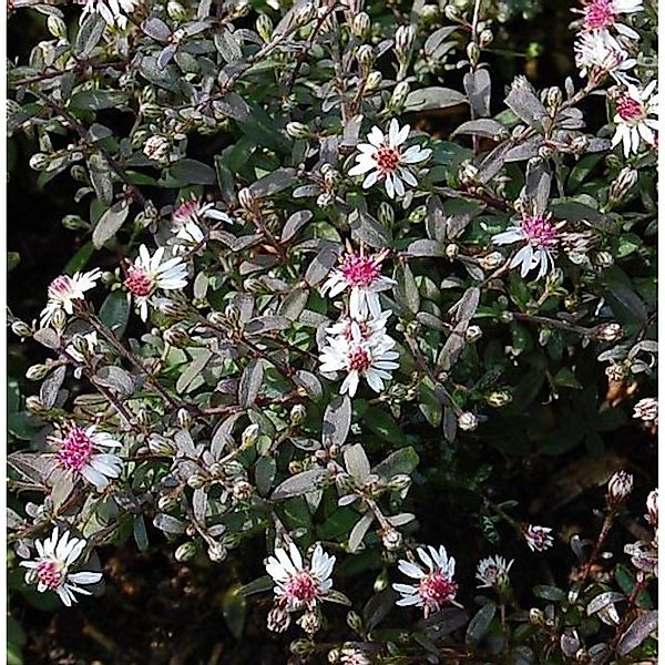 Waagerechte Herbst Aster Prince - Aster lateriflorus günstig online kaufen