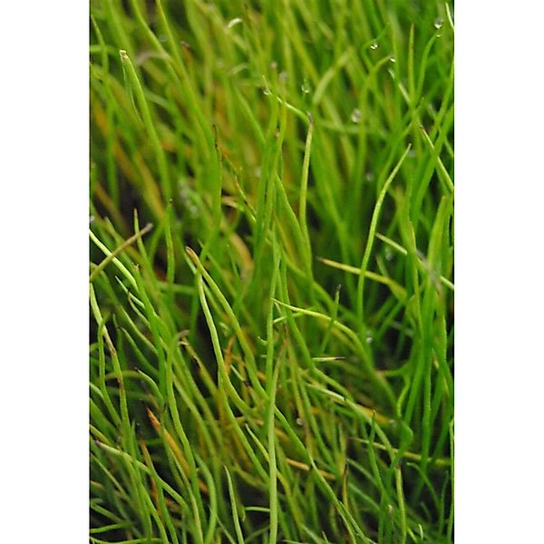 Pilularia Globulifera Pillenfarn Ca. 9x9 cm Topf günstig online kaufen