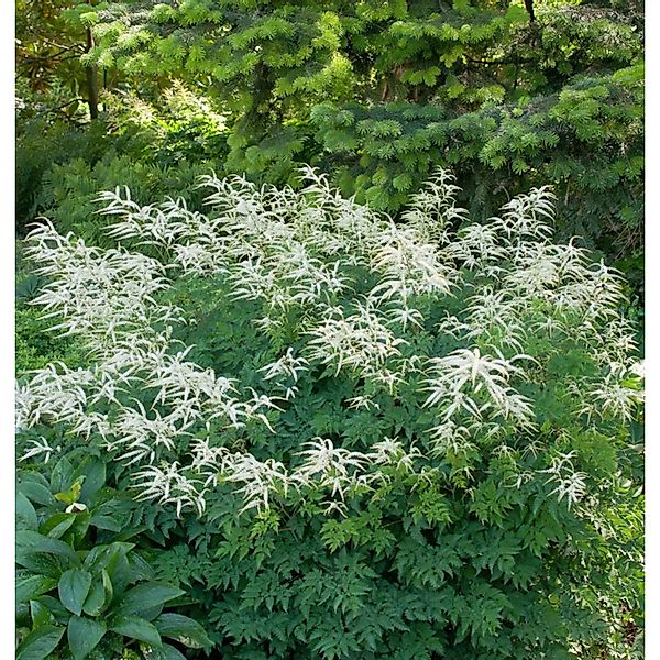 Wald Geißbart Elegance - Aruncus dioicus günstig online kaufen