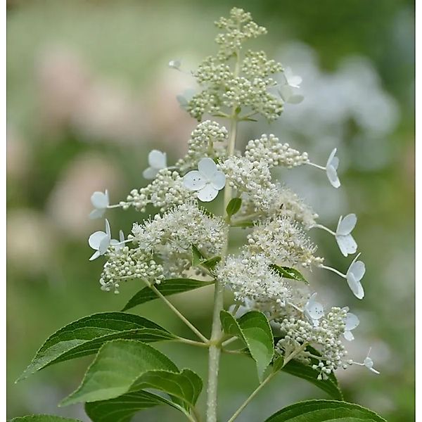 Rispenhortensie Kyushu 60-80cm - Hydrangea paniculata günstig online kaufen