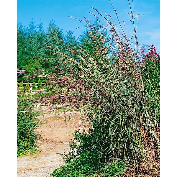 Andropogon Gerardii Präriegras Ca. 9x9 cm Topf günstig online kaufen