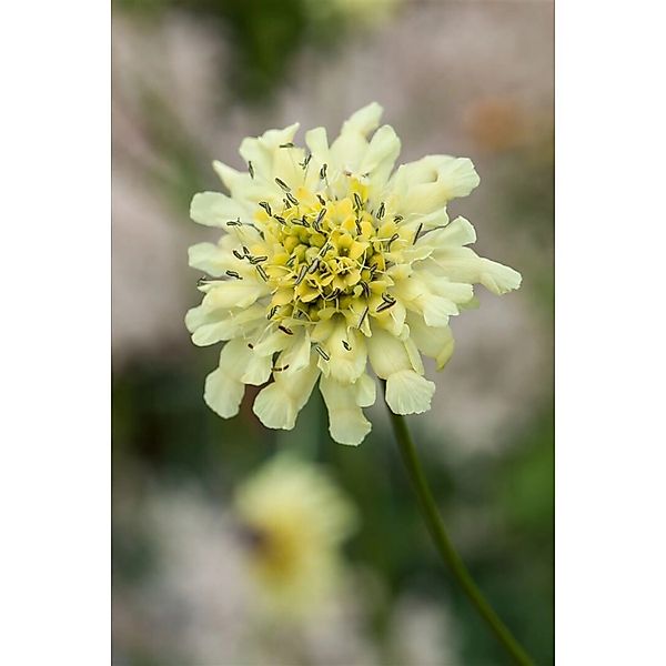 Scabiosa Ochroleuca Gelbe Skabiose Ca. 9x9 cm Topf günstig online kaufen