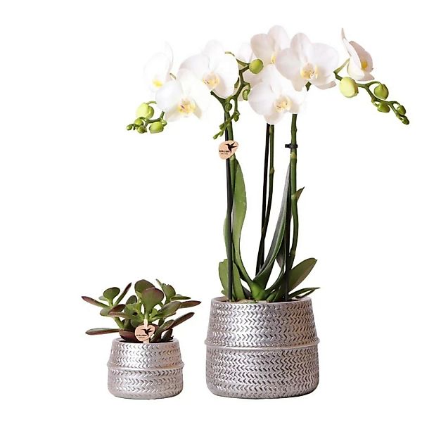 Kolibri Pflanzenset Groove Silber Set mit Weißer Phalaenopsis Orchidee Amab günstig online kaufen