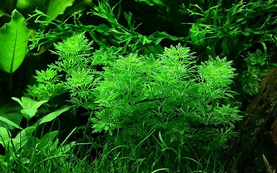 Aquaone Wasserpflanze Aquarium Pflanze Limnophila sessiliflora Nr.347 günstig online kaufen
