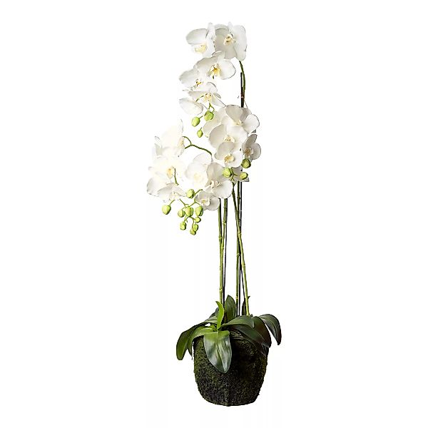 Orchidee Phalaenopsis in Erde ca. 100cm günstig online kaufen