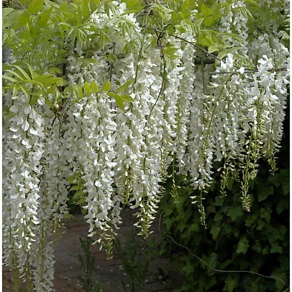 Weißer Chinesischer Blauregen 40-60cm - Wisteria sinensis günstig online kaufen