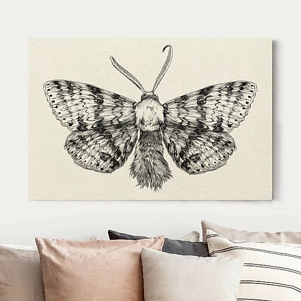 Leinwandbild auf Naturcanvas Illustration fliegende Motte Schwarz günstig online kaufen