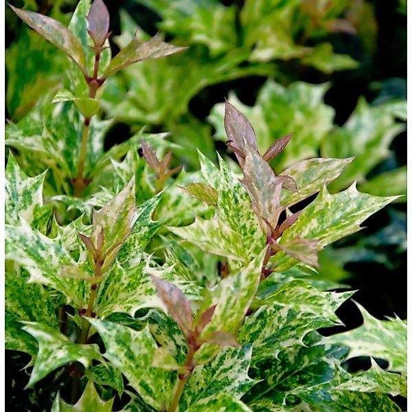 Herbstduftblüte Goshiki 30-40cm - Osmanthus heterophyllus günstig online kaufen