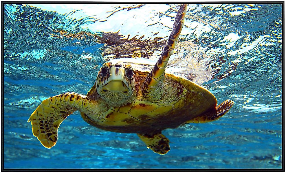 Papermoon Infrarotheizung »Schildkröte im Wasser«, sehr angenehme Strahlung günstig online kaufen