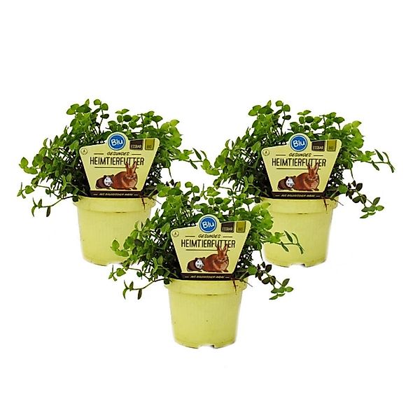 Exotenherz Set mit 3 Futterpflanzen für Heimtiere Callisia Repens Vitalfutt günstig online kaufen